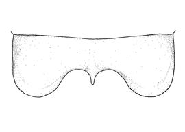  Anthidium rodecki  male, diagram showing dorsal view of seventh tergum (T7), diagram from Gonzalez and Griswold 2013 
